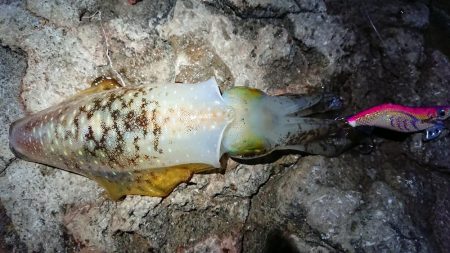 朝マズメエギング