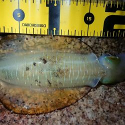 仕事帰りエギング