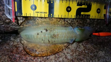 仕事帰りエギング