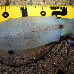 ２日連日エギング