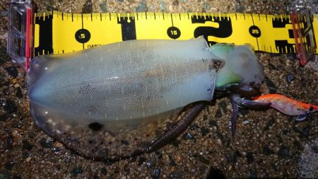 ２日連日エギング