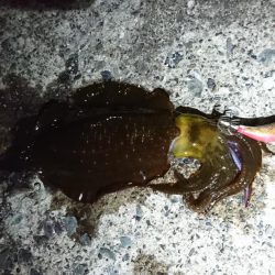 【アオリイカ新子】18杯。前回来たときよりも成長してました！