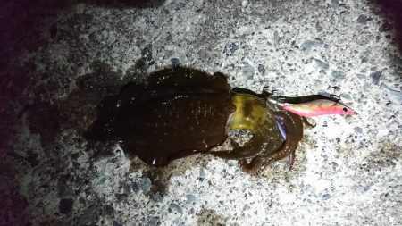 【アオリイカ新子】18杯。前回来たときよりも成長してました！