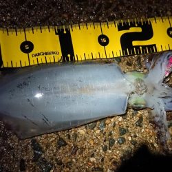 夜雨上がりにちょこっと