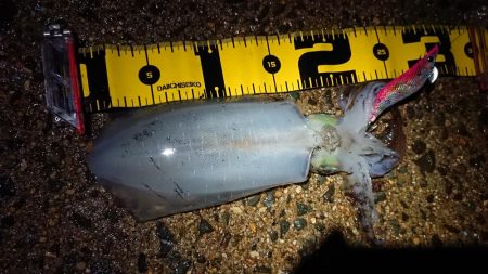 夜雨上がりにちょこっと