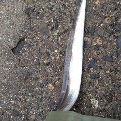 ワインド太刀魚