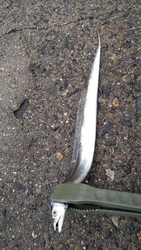 ワインド太刀魚