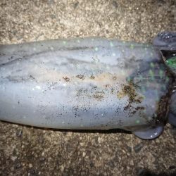 雨の中エギング