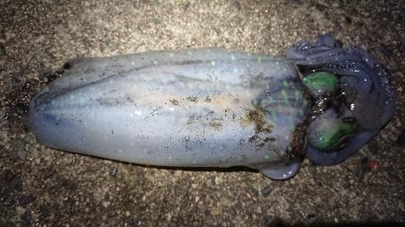 雨の中エギング