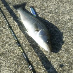 【苅田港】シーバス調査