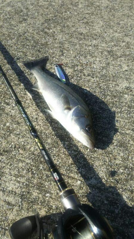 【苅田港】シーバス調査