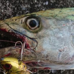 サバを交わし何とかサゴシ一本捕獲!