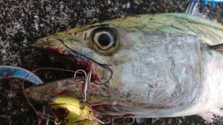 サバを交わし何とかサゴシ一本捕獲!