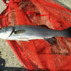 【苅田港】シーバス調査２