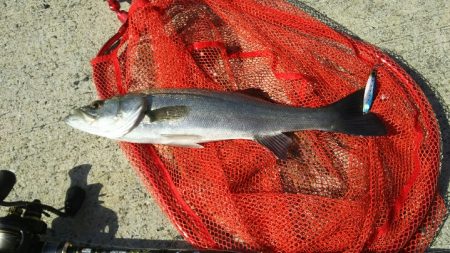 【苅田港】シーバス調査２