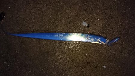 津田でタチウオ