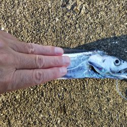 ワインド太刀魚