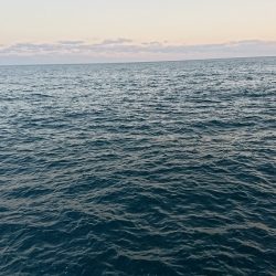 ヒラマサが釣れない。