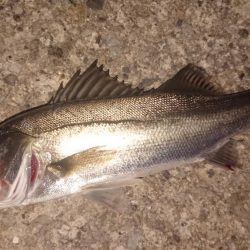 朝練皆が集う激戦区に出撃!