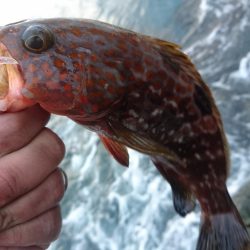 サゴシとキジハタと☆ＥＳＯ☆