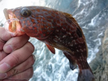 サゴシとキジハタと☆ＥＳＯ☆