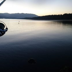 サーフのサゴシ