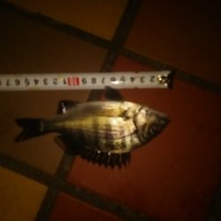 本日の獲物はタモ！？  ～辰巳一付近～