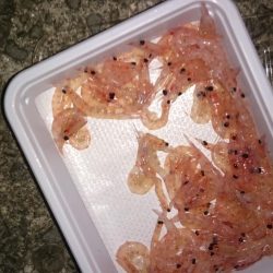 のべ竿いっぽん