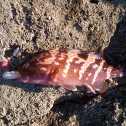 アコウの釣り納めに行ってきました!