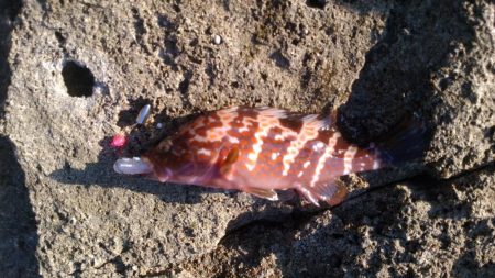 アコウの釣り納めに行ってきました!