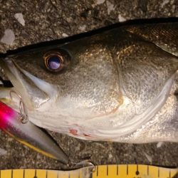 釣れたが、疲れた～