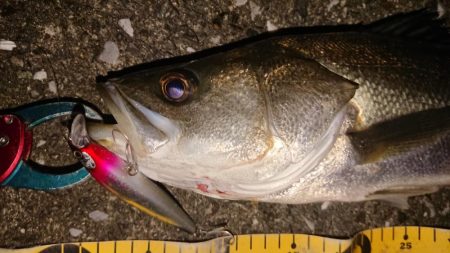 釣れたが、疲れた～