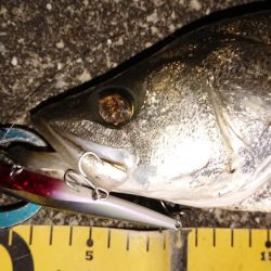 デカシーバス無念のラインブレイク…