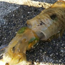 teamゲッソー調査隊