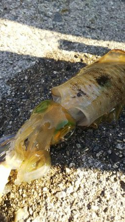 teamゲッソー調査隊