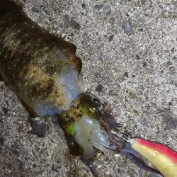 teamゲッソー調査隊