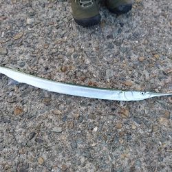 アジングでダツ!