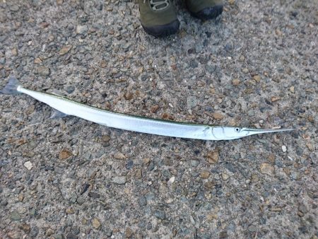 アジングでダツ!