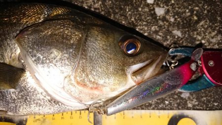 夕練はタッチーからのシーバスハンティング