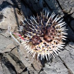 ロックショアジギ