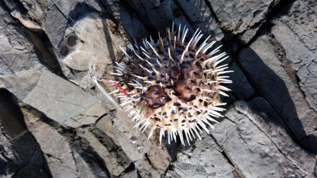 ロックショアジギ