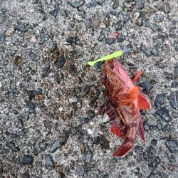 アジングサビキで五目