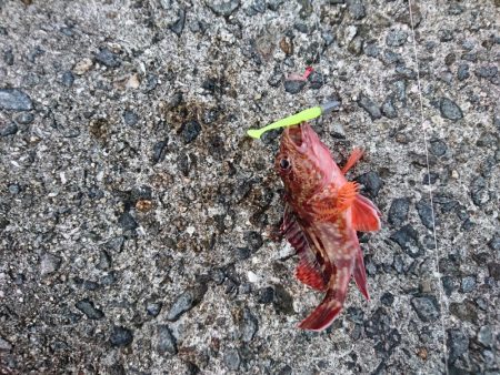 アジングサビキで五目