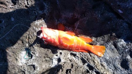 ロックショアジギ