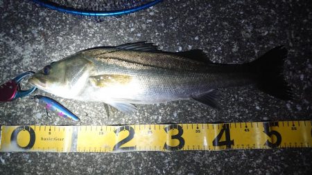 夕練シーバス調査に行くも…