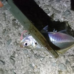 食材getアジング