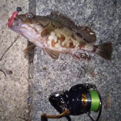 ロックフィッシュ狙い