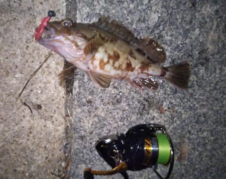 ロックフィッシュ狙い