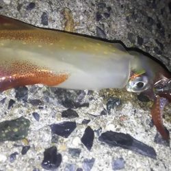 ケンサキング？