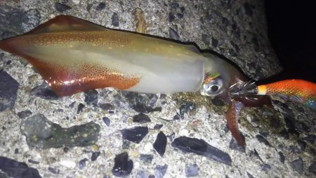 ケンサキング？